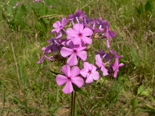 {Phlox glaberrima}
